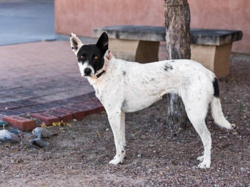 Photo of Chica, adoptable Queensland Heeler in Santa Fe, New Mexico
