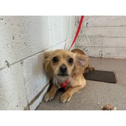 Photo of Taz, adoptable Papillon in San Bernardino, California