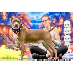 Photo of Quinton, adoptable Mixed Breed (Medium) in West Palm Beach, Florida