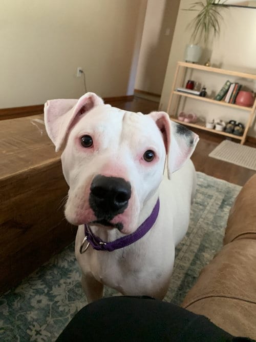 Photo of Ivory, adoptable Terrier in St. Louis, Missouri