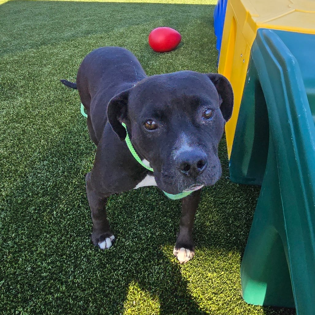 Photo of Muffin, adoptable Terrier, Pit Bull in Spartanburg, South Carolina