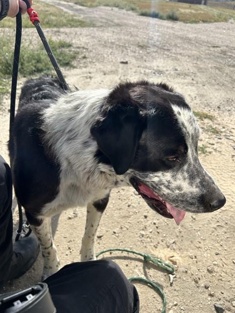 Photo of Marble, adoptable Labrador Retriever in Casper, Wyoming