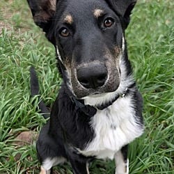 Photo of Veronica, adoptable Mixed Breed (Medium) in Littleton, Colorado