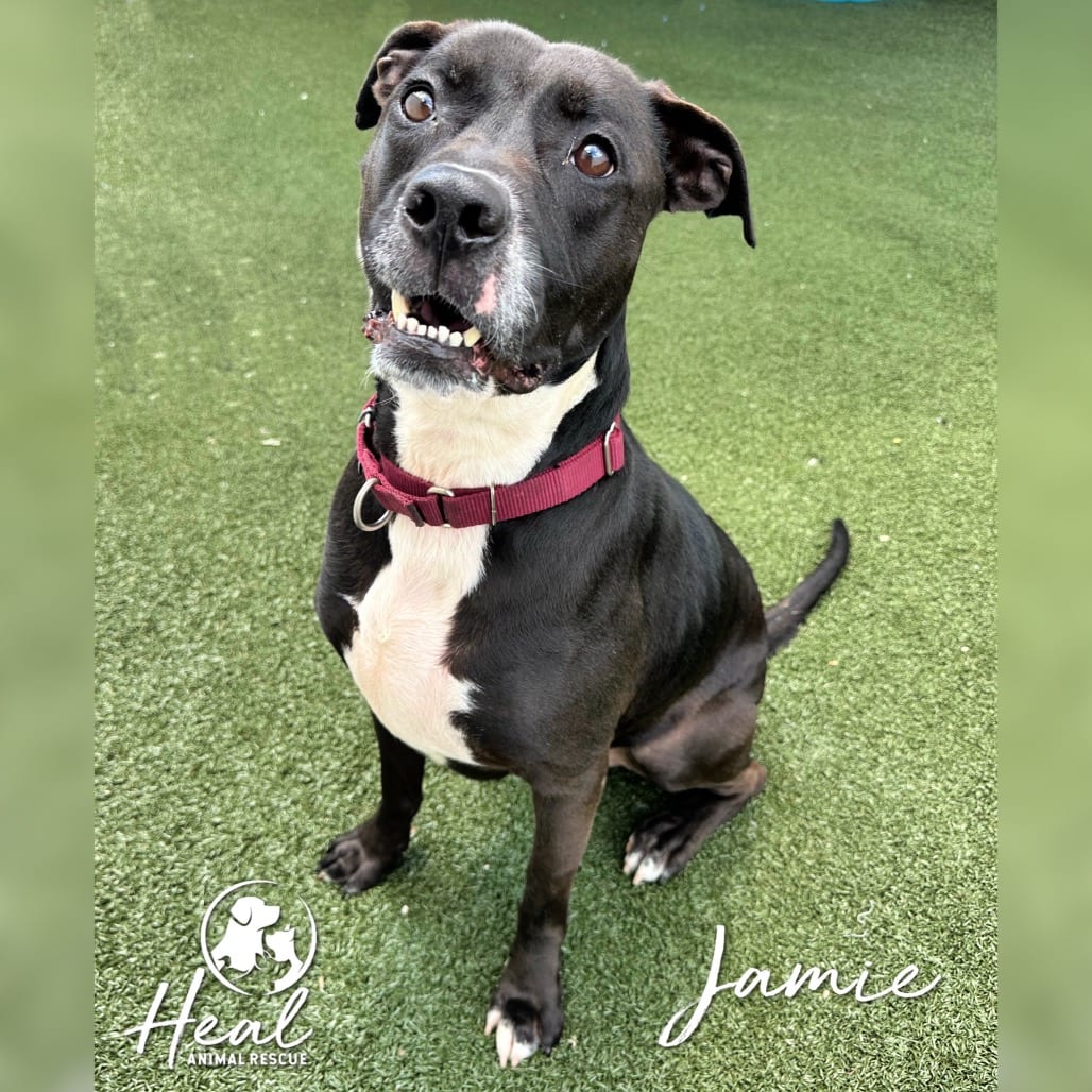 Photo of Jamie, adoptable Terrier, Pit Bull / Retriever, Black Labrador in Youngwood, Pennsylvania