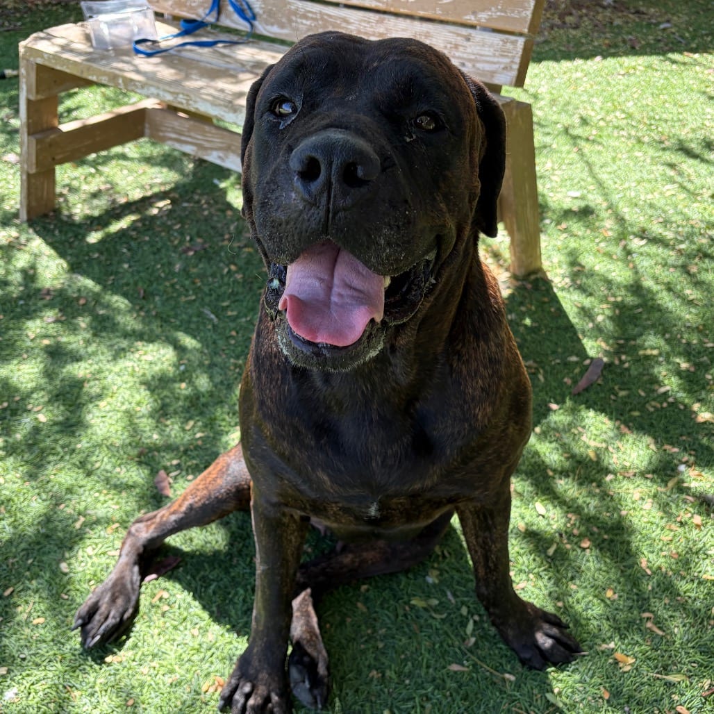 Photo of Imogen, adoptable Mastiff, Cane Corso in Henderson, Nevada