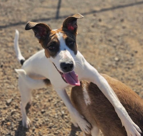 Photo of Prairie, adoptable Cattle Dog in Yreka, California