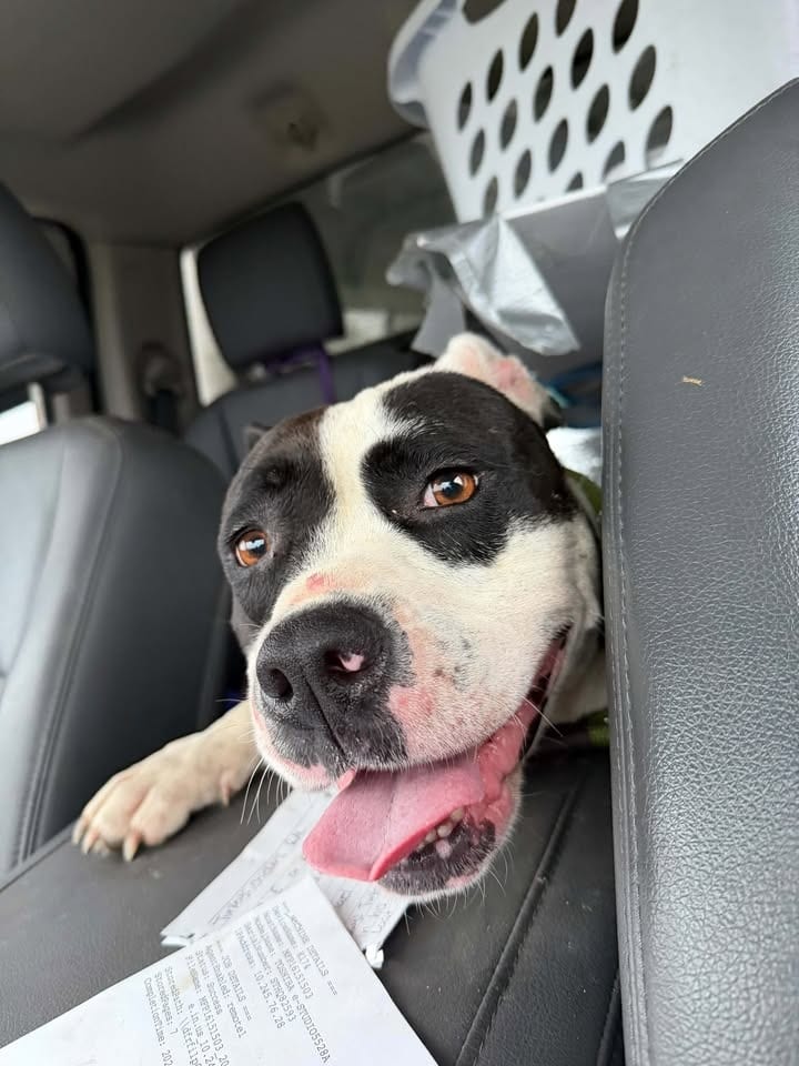 Photo of Button, adoptable Staffordshire Bull Terrier in Greensburg, Indiana