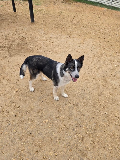 Photo of Juliette, adoptable Husky in Maquoketa, Iowa