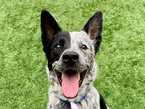 Photo of Justo, adoptable Australian Cattle Dog/Blue Heeler in Moreno Valley, California