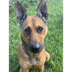 Photo of Karma, adoptable German Shepherd Dog in Brooksville, Florida