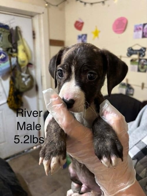 Photo of Johnson Rs : River, adoptable Boxer in Aurora, Indiana