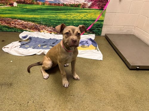 Photo of Jilly, adoptable Pit Bull Terrier in Moreno Valley, California
