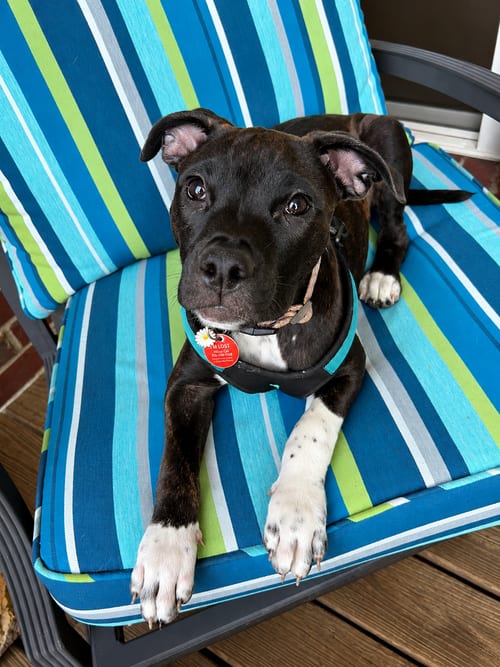 Photo of Abby Cadabby, adoptable Pit Bull Terrier in Nashville, Tennessee