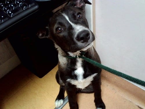 Photo of Chase, adoptable Australian Cattle Dog/Blue Heeler in Martinez, California