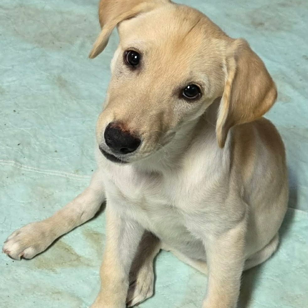 Photo of Viola, adoptable Mixed Breed (Medium) / None in Oklahoma-based; Northeast placements, Oklahoma