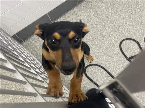 Photo of Oscar, adoptable Dachshund in Fort Collins, Colorado