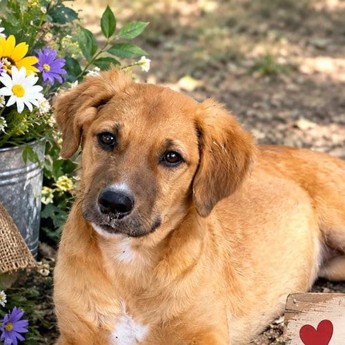 Photo of Lila, adoptable Retriever in Yardley, Pennsylvania