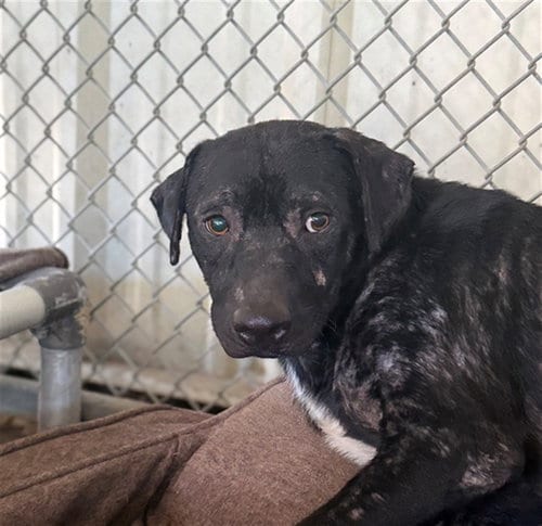 Photo of Rollo, adoptable Pit Bull Terrier in Conroe, Texas