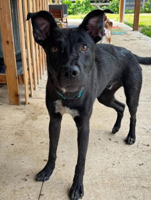 Photo of Macaroni, adoptable German Shepherd Dog in Germantown, Ohio