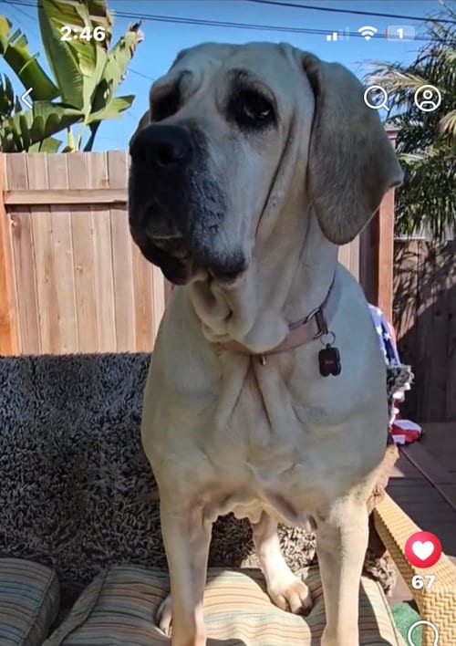 Photo of Babe, adoptable Fila Brasileiro in Jasper, Alabama