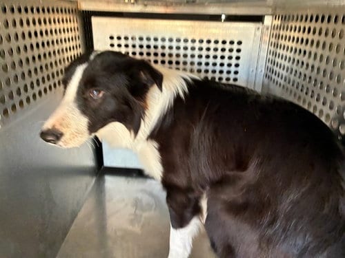 Photo of Bacon, adoptable Border Collie in Phoenix, Arizona