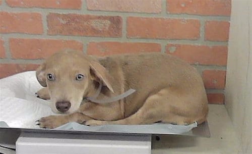 Photo of Honey, adoptable Chihuahua in Houston, Texas