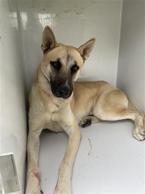 Photo of Senior German Shepherd Dog, adoptable German Shepherd Dog in Houston, Texas