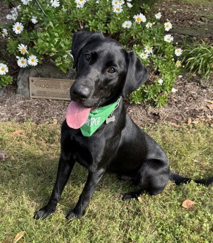 Photo of Cody, adoptable Labrador Retriever in Warrenton, Virginia