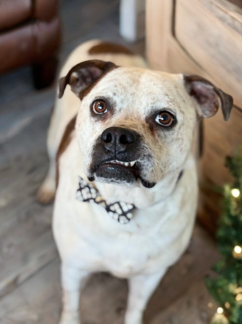 Photo of Logan, adoptable Boxer in Phoenix, Arizona