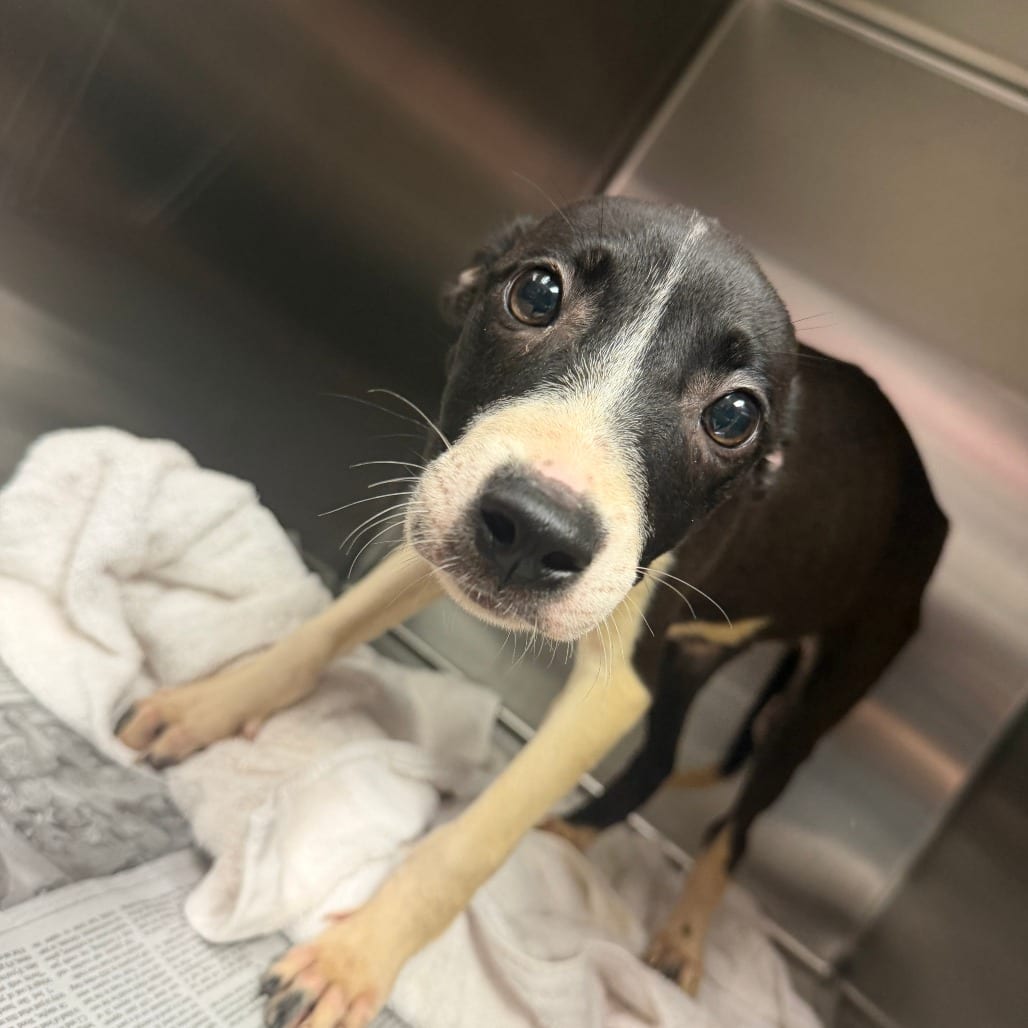 Photo of Ruby, adoptable Mixed Breed (Medium) in Ohio, Ohio