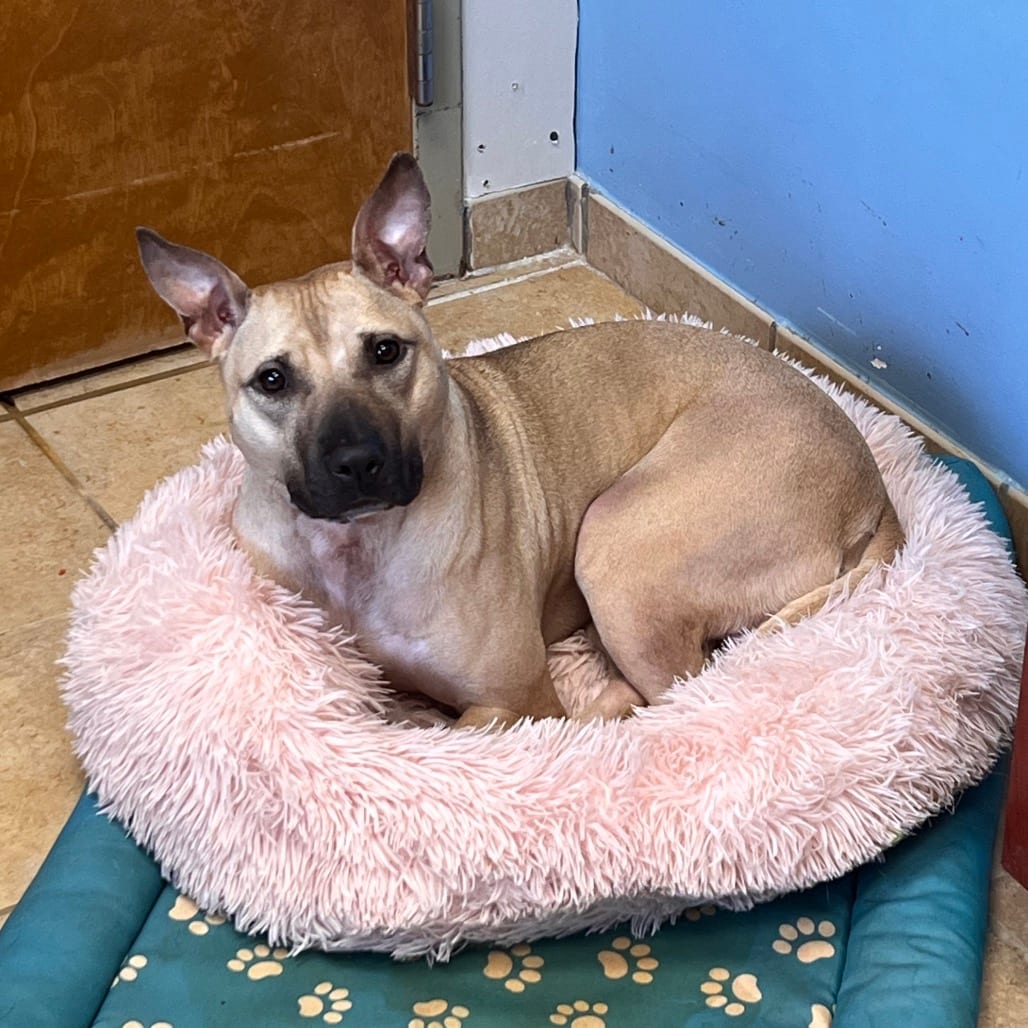 Photo of Ambrosia, adoptable Mixed Breed (Medium) in Columbus, Georgia