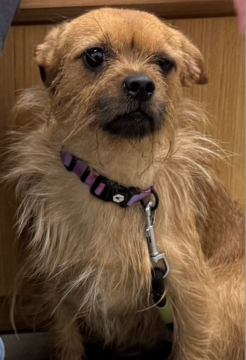 Photo of Rufus, adoptable Border Terrier in Atlanta, Georgia
