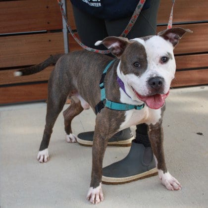 Photo of Affogato, adoptable Pit Bull Terrier in East Smithfield, Pennsylvania