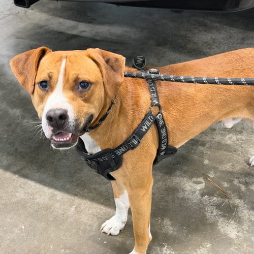Photo of Jax, adoptable Pit Bull Terrier in Tarboro, North Carolina