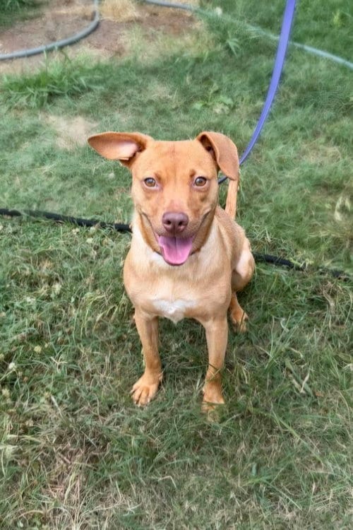 Photo of Valentine, adoptable Labrador Retriever in Jackson, Mississippi