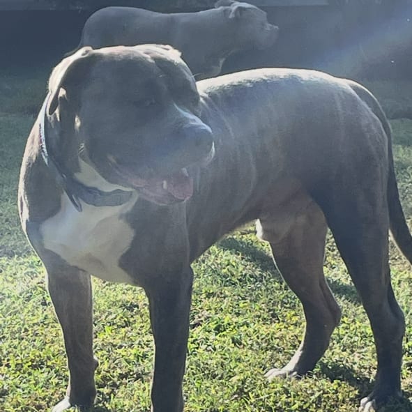 Photo of Butch, adoptable Mixed Breed (Medium) in Winston-Salem, North Carolina