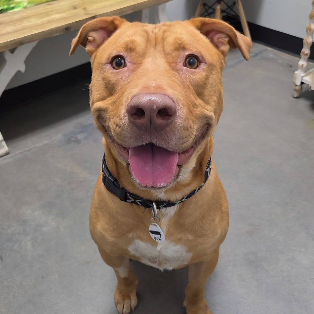 Photo of Wheeler, adoptable Terrier / Retriever, Labrador in Normal, Illinois