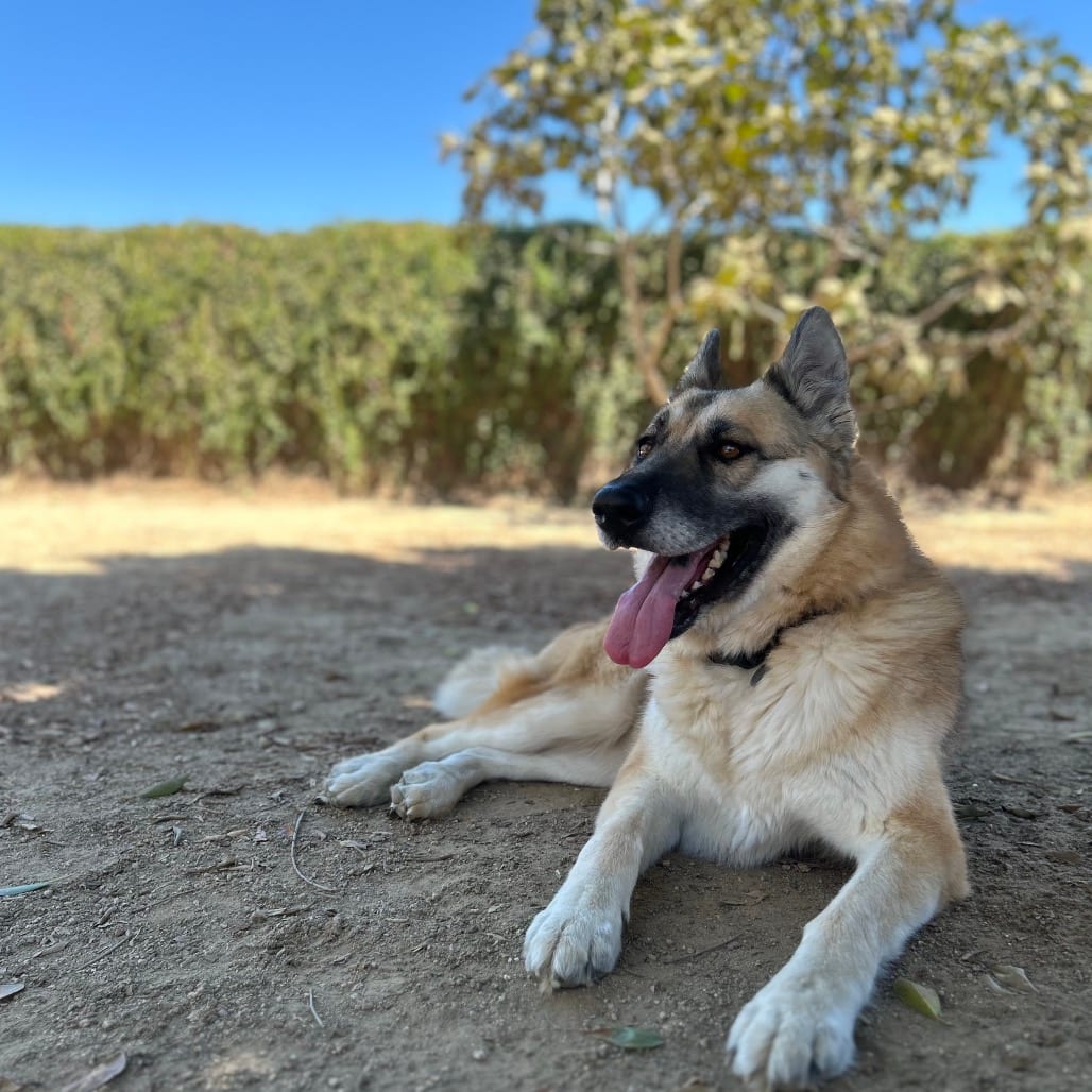 Photo of Maui, adoptable Shepherd, German / Mixed Breed (Large) in Riverside, California