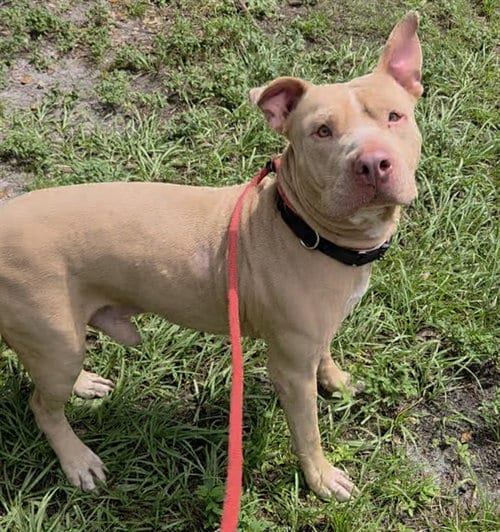 Photo of Tiny, adoptable American Staffordshire Terrier in Fort Lauderdale, Florida