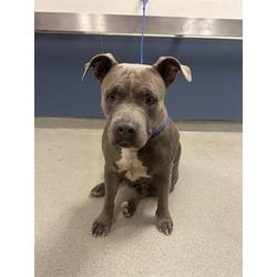 Photo of Osi, adoptable American Bulldog in Doral, Florida