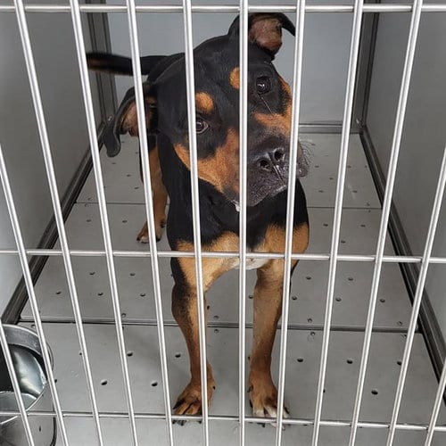 Photo of Captain, adoptable Rottweiler in San Antonio, Texas