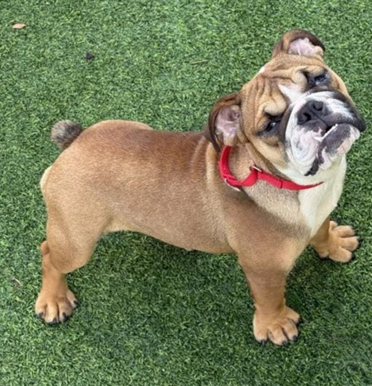 Photo of Braydee, adoptable English Bulldog in Lighthouse Point, Florida