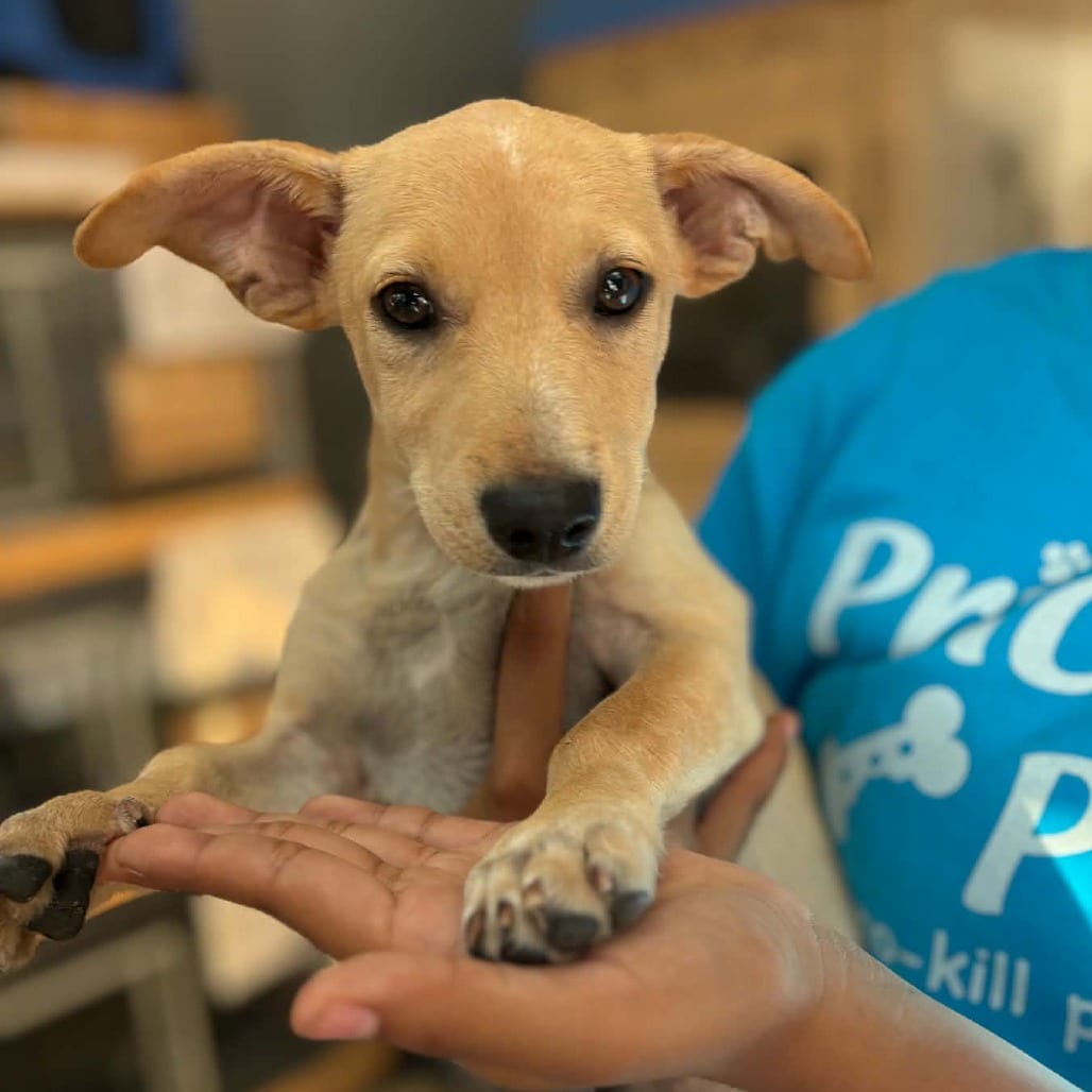 Photo of Ginger - Chino Hills Location, adoptable Terrier / Mix