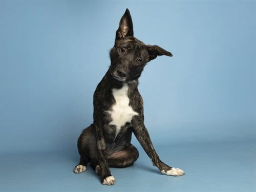 Photo of Choco, adoptable Labrador Retriever in Phoenix, Arizona