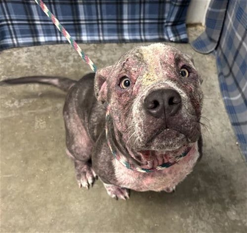 Photo of Rango, adoptable American Bulldog in Rosenberg, Texas