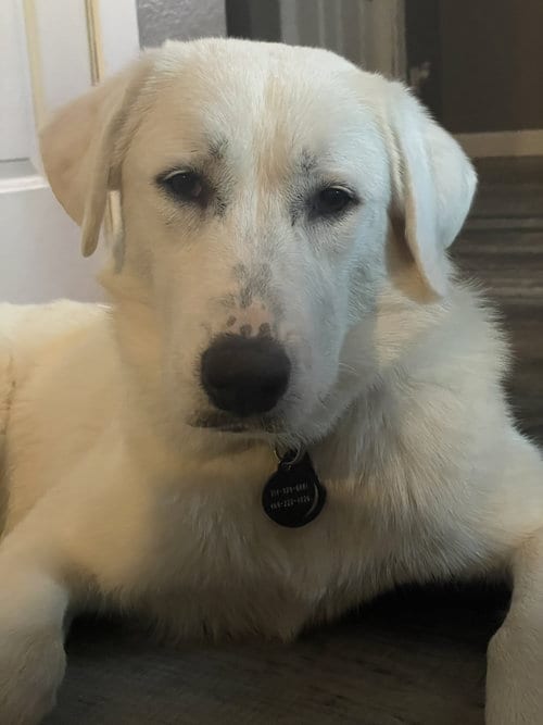 Photo of Emmy, adoptable Great Pyrenees in Dallas, Texas