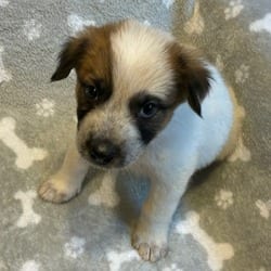 Photo of Garrett, adoptable Shepherd (Unknown Type) Mixed Breed (Medium) in Frederick, Maryland