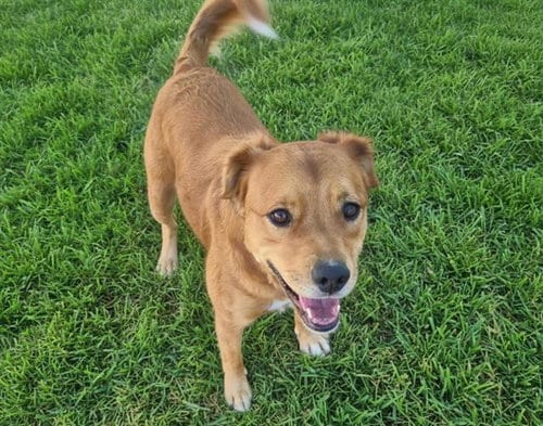 Photo of Daphne, adoptable Labrador Retriever in Albuquerque, New Mexico