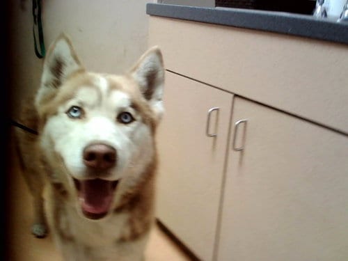 Photo of A1054001, adoptable Siberian Husky in Martinez, California