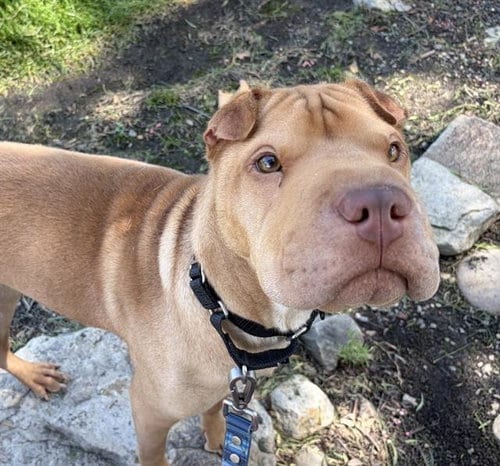 Photo of Raptor, adoptable Chinese Shar-Pei in Martinez, California